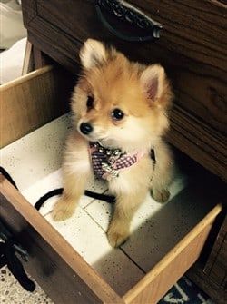 Pom wearing harness
